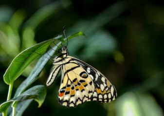 Checkered Swallowtail