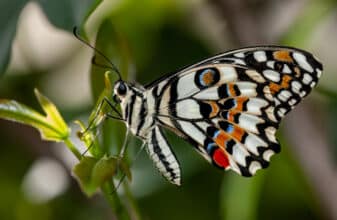 Checkered Swallowtail
