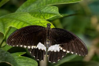 Common Mormon