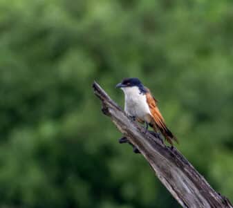 Coppery-tailed Coucal