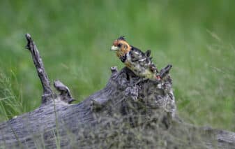 Crested Barbet