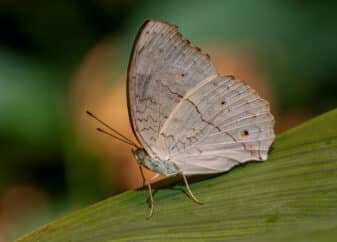 Grey Pansy