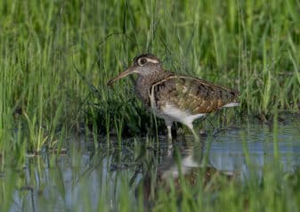 Greater Painted-Snipe