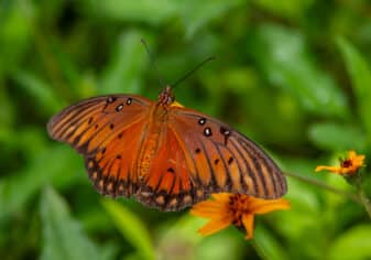 Gulf Fritillary
