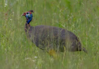 Helmeted Guineafowl