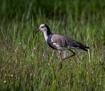 Long-toed Lapwing