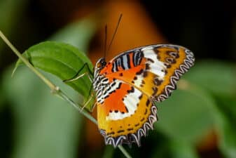Malay Lacewing