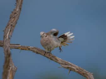 Ring-necked Dove