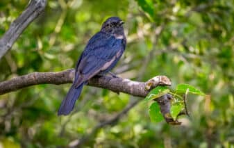 Southern Black Flycatcher