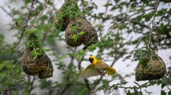 Southern Masked Weaver