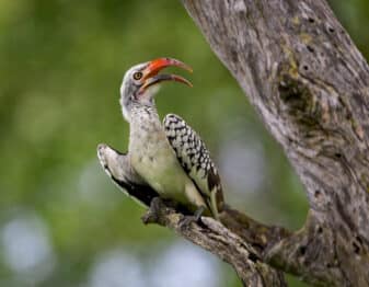 Southern Red-billed Hornbill