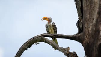 Southern Yellow-billed Hornbill