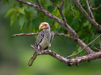Southern Yellow-billed Hornbill