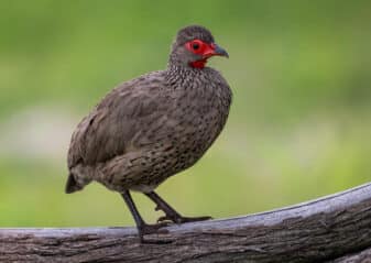 Swainson's Spurfowl