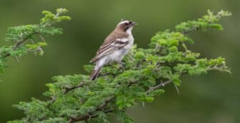 White-browed Sparrow-Weaver (Black-billed)