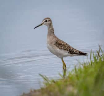 Wood Sandpiper