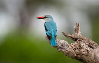 Woodland Kingfisher