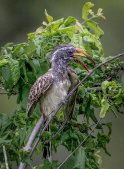 African Grey Hornbill