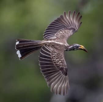African Grey Hornbill