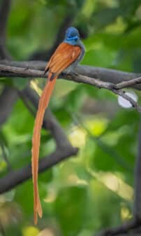 African Paradise Flycatcher