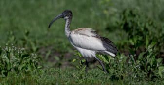 African Sacred Ibis