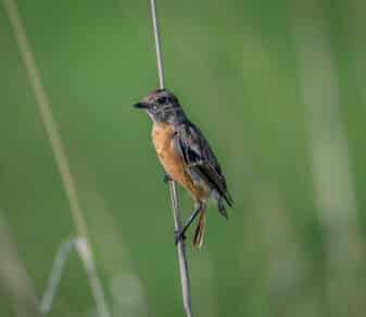 African Stonechat