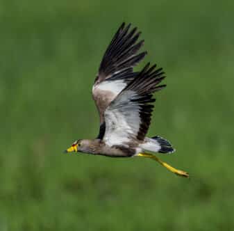 African Wattled Lapwing