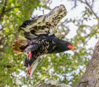 Bateleur
