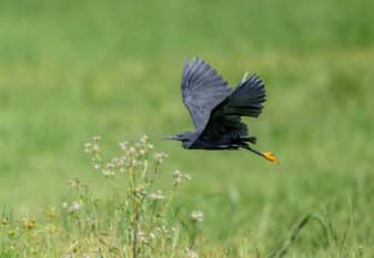 Black Heron