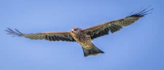 Black kite
