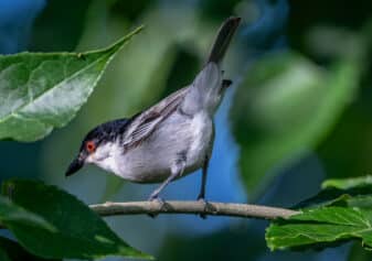 Black-backed Puffback