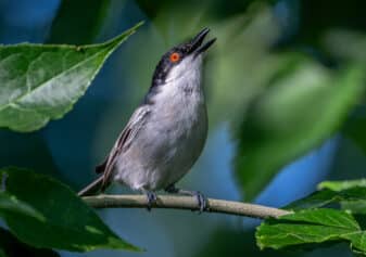 Black-backed Puffback