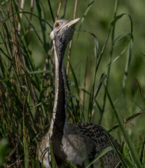 Black-bellied Bustard