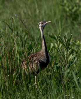 Black-bellied Bustard