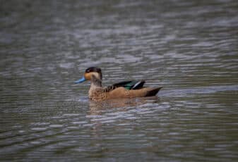 Blue-billed Teal