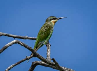 Blue-cheeked Bee-eater