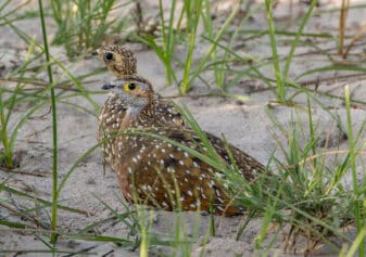 Burchell's Sandgrouse