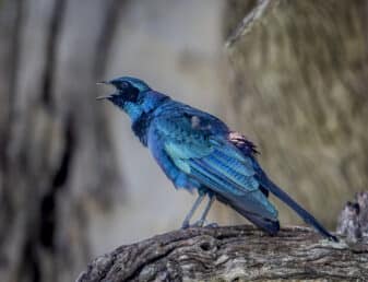 Burchell's Starling