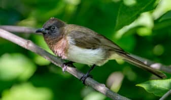 Common Bulbul