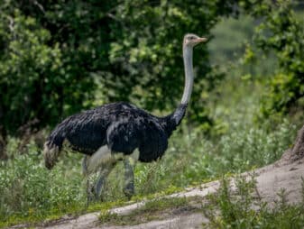 Common Ostrich