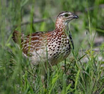 Crested Francolin