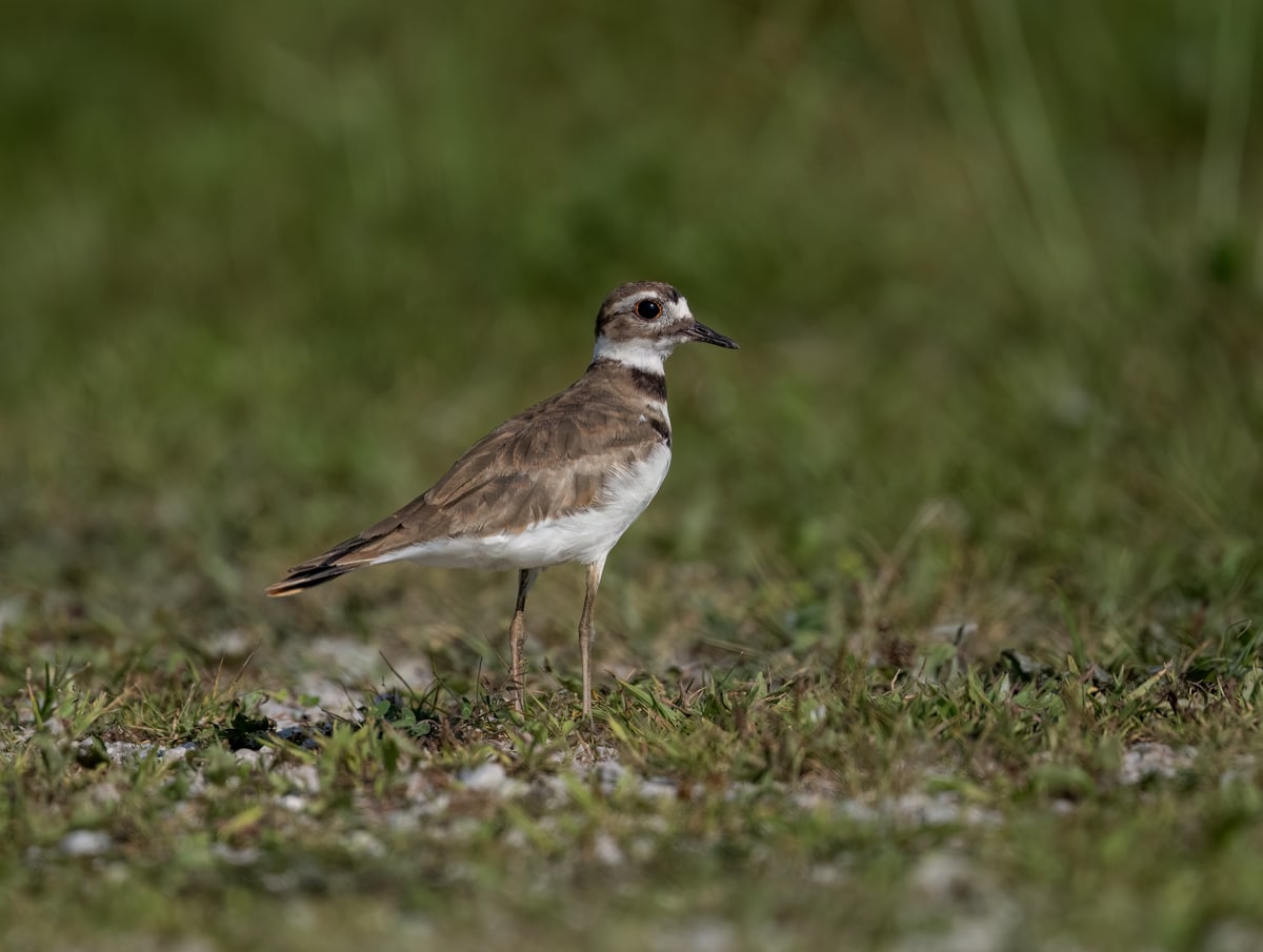 Nest Defense Tactics in Birds
