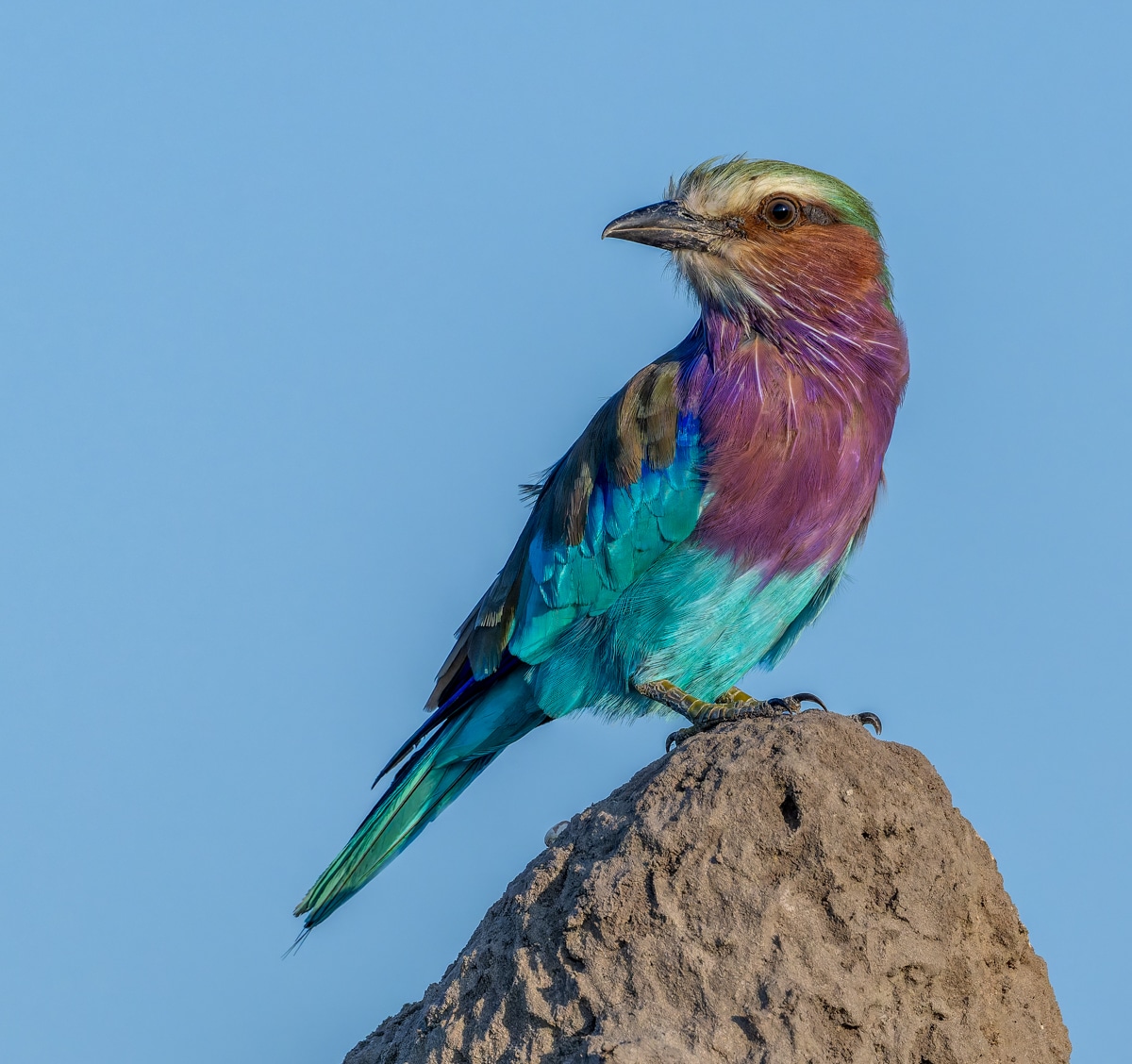 Lilac-breasted Roller