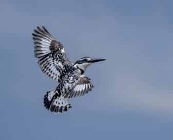 Pied Kingfisher