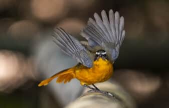 White-browed Robin-chat