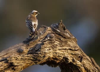 White-browed Sparrow-Weaver (Black-billed)