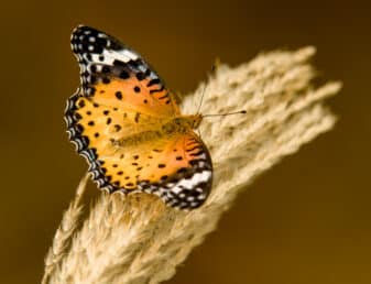 Painted Lady