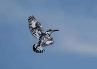 Pied Kingfisher