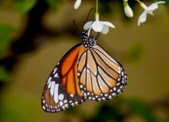 Plain Tiger