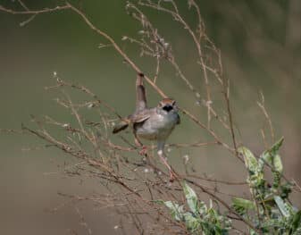 Rattling Cisticola